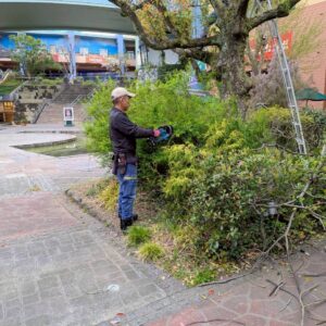 樹木・植栽管理